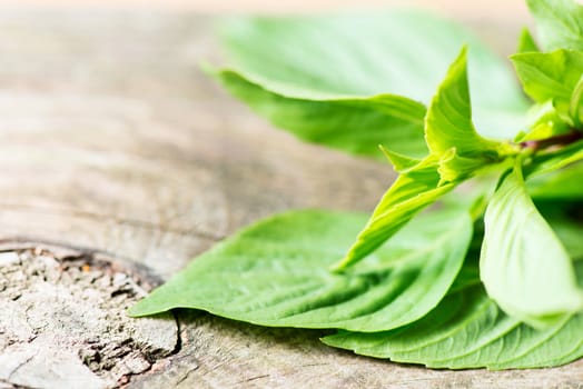 Fresh basil on dark wooden background