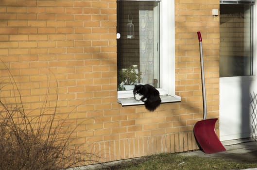Black Cat in Window