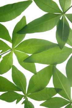 Leaves of Ipomoea cairica (I. palmata)