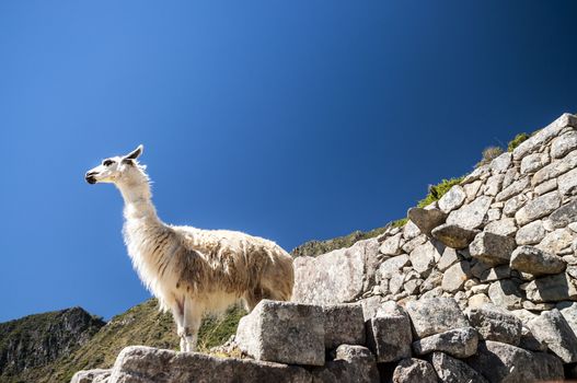 llama standing in Macchu picchu ruins on deep blue sky