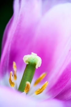 Closeup of the blooming pink tulip flower