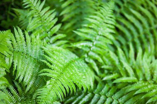 Beautiful green fern stems and leaves (Pteridophyta)