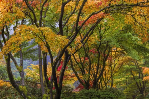 Japanese Maple Tree Canopy at Portland Japanese Garden in Autumn