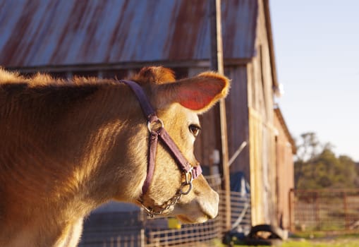 Dun-colored cow watches over barnyard