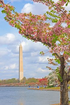 Pink cherry blossoms framing the Washington Monument in Washington DC during the Cherry Festival.