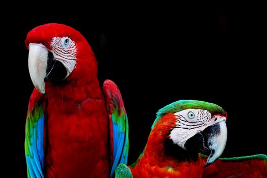 Beautiful parrot bird, Greenwinged Macaw and Harlequin Macaw in portrait profile