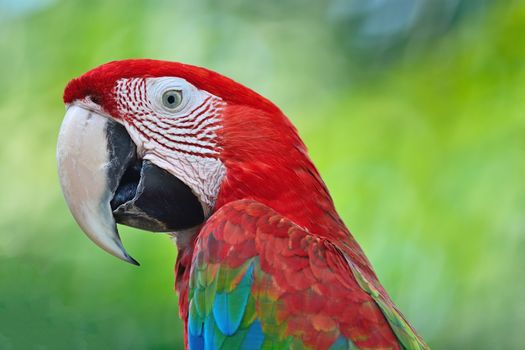 Beautiful parrot bird, Greenwinged Macaw in portrait profile