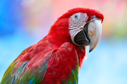 Beautiful parrot bird, Greenwinged Macaw in portrait profile