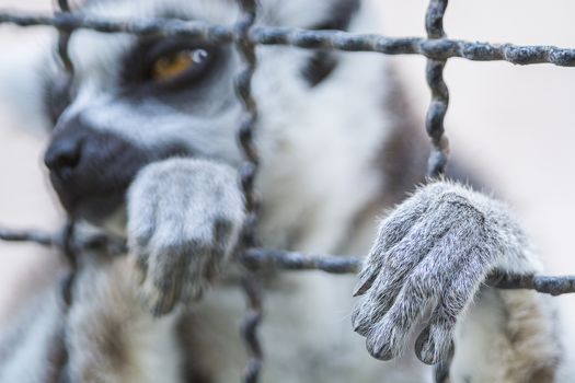 Monkey hand animal, out from the cage of zoo