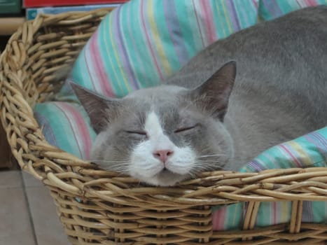 closed up the grey cat is sleeping on basket