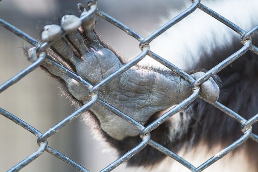 Monkey hand animal, out from the cage of zoo