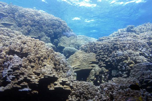 coral reef with hard coral under water surface of tropical sea
