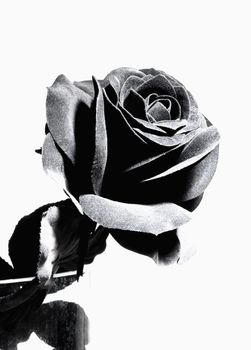 Black Artificial Rose - Isolated on White