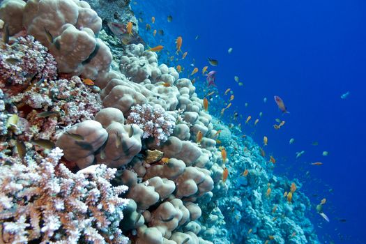 coral reef with porites corals  and exotic fishes anthias at the bottom of tropical sea isolated on blue water background