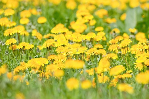 field of blooming dandelion and grass in springtime