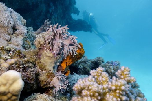 colorful coral reef on the bottom of tropical sea and diver on blue water background