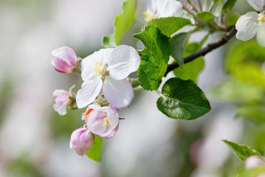 springtime - closeup of apple tree flowers at blossom