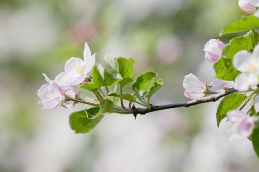 springtime - closeup of apple tree flowers at blossom