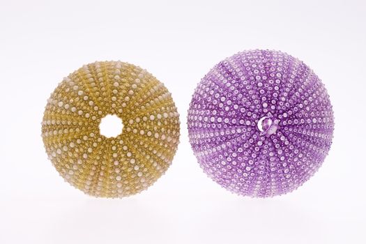 some seashell of sea urchin isolated on white background