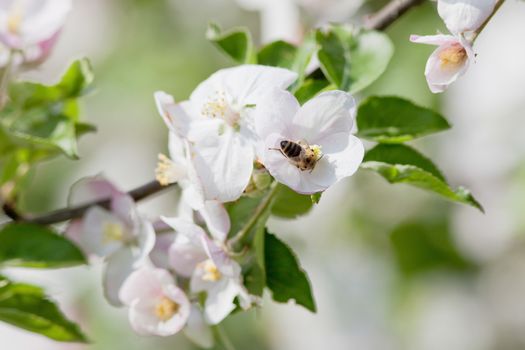 closeup of apple tree flowers and honey bee in spring