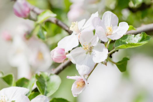 springtime - closeup of apple tree flowers at blossom