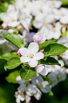 springtime - closeup of apple tree flowers at blossom