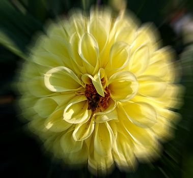 a pale yellow dahlia