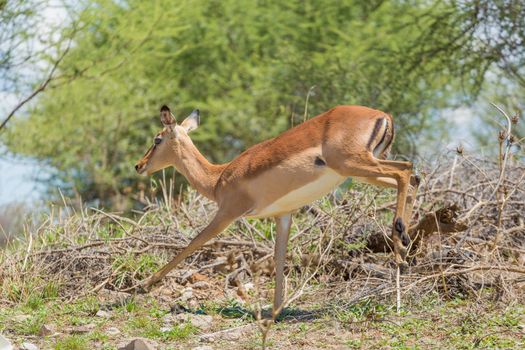 Impala at the Mokolodi Nature Reserve in Botswana