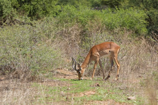 Impala at the Mokolodi Nature Reserve in Botswana