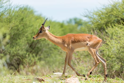 Impala at the Mokolodi Nature Reserve in Botswana