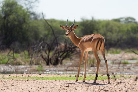 Impala at the Mokolodi Nature Reserve in Botswana