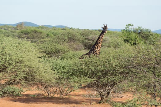 Giraffe at the Mokolodi Nature Reserve in Botswana