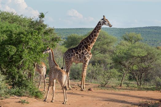 A Giraffe family at the Mokolodi Nature Reserve in Botswana