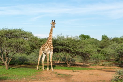 Giraffe at the Mokolodi Nature Reserve in Botswana