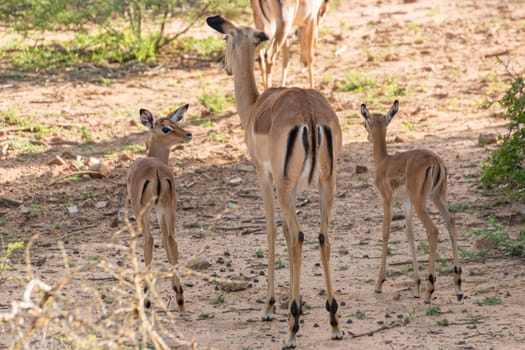 Impala family at the Mokolodi Nature Reserve in Botswana