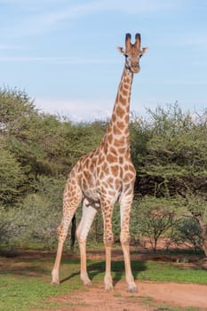 Giraffe at the Mokolodi Nature Reserve in Botswana