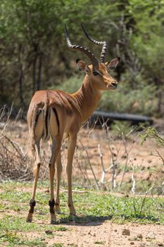 Impala at the Mokolodi Nature Reserve in Botswana