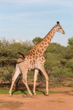 Giraffe at the Mokolodi Nature Reserve in Botswana