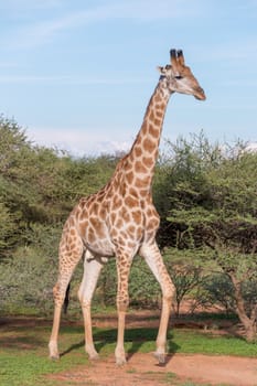 Giraffe at the Mokolodi Nature Reserve in Botswana