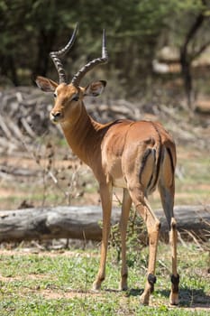 Impala at the Mokolodi Nature Reserve in Botswana