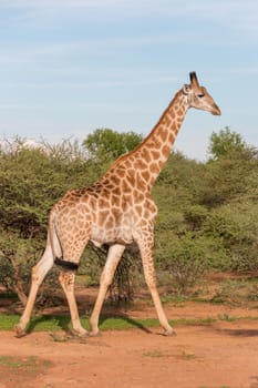 Giraffe at the Mokolodi Nature Reserve in Botswana