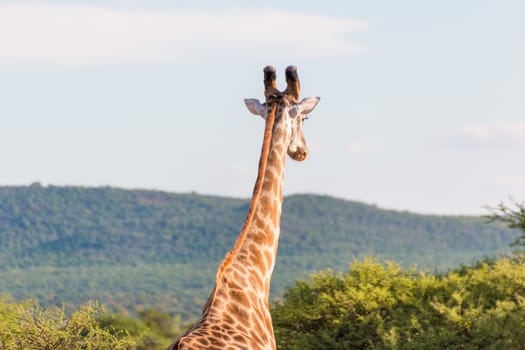 Giraffe at the Mokolodi Nature Reserve in Botswana