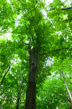 nature. tree with green leaves (focus on the trunk)