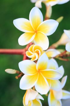 plumeria or frangipanni blossom