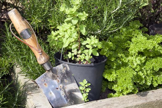 stainless steel garden trowel in a herb garden in Ireland