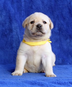 proud yellow labrador puppy laying on the blue background
