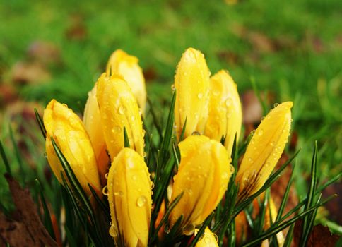 A close-up image of yellow Spring Crocus flowers.