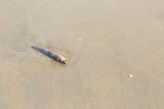 Dead fish on the beach