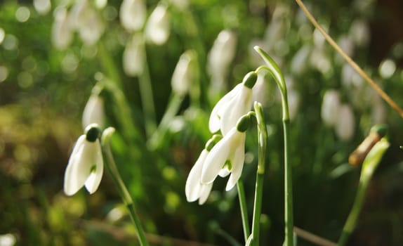 A close-up image of white Snowdrop blooms.