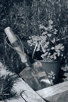 stainless steel garden trowel in a herb garden in Ireland toned